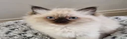 Ragdoll cats for sale: Beautiful Ragdoll Kittens Looking for Loving Homes - Advert 1