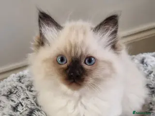 Ragdoll cats Beautiful Ragdoll Kittens Looking for Loving Homes - Advert 4