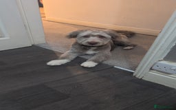 Mixed Breed dogs for sale: Gorgeous 1 year old pup - Image 1