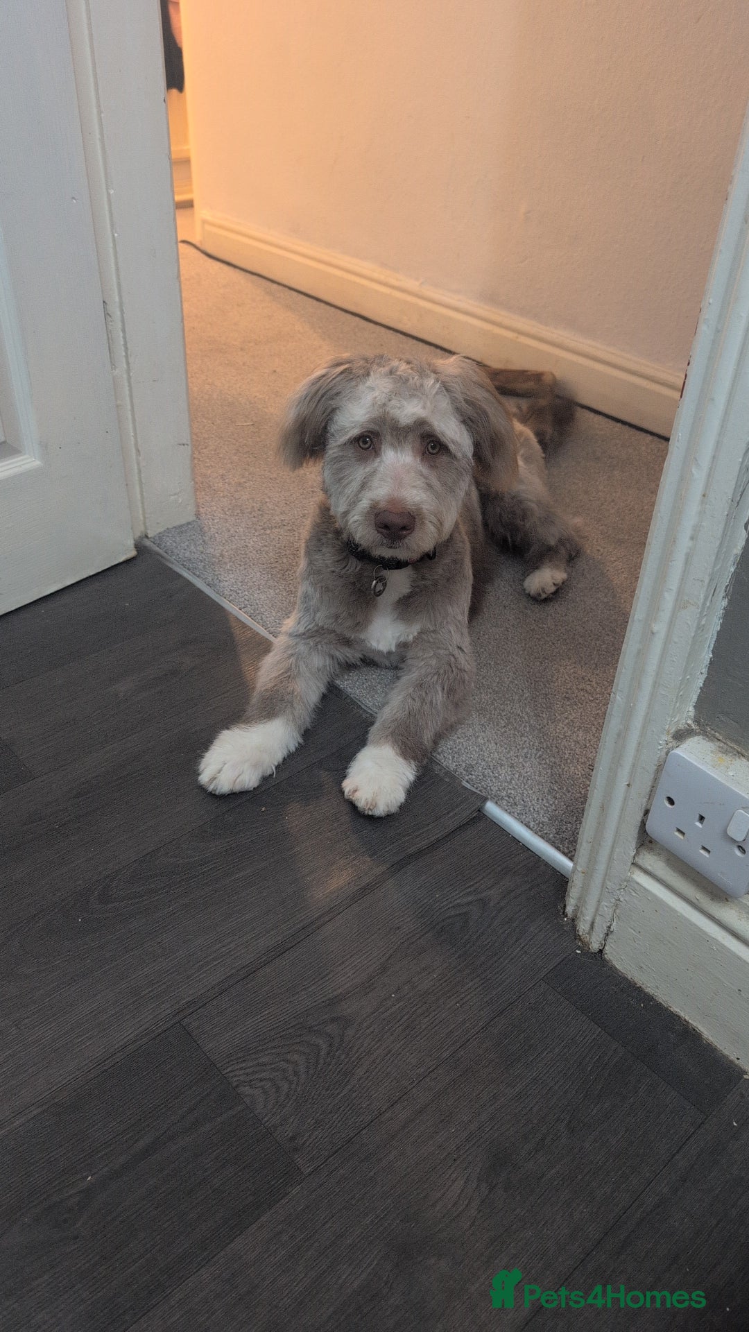 Mixed Breed dogs for sale: Gorgeous 1 year old pup - Image 1
