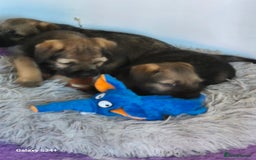 Border Terrier dogs for sale: Border terriers puppys - Image 10