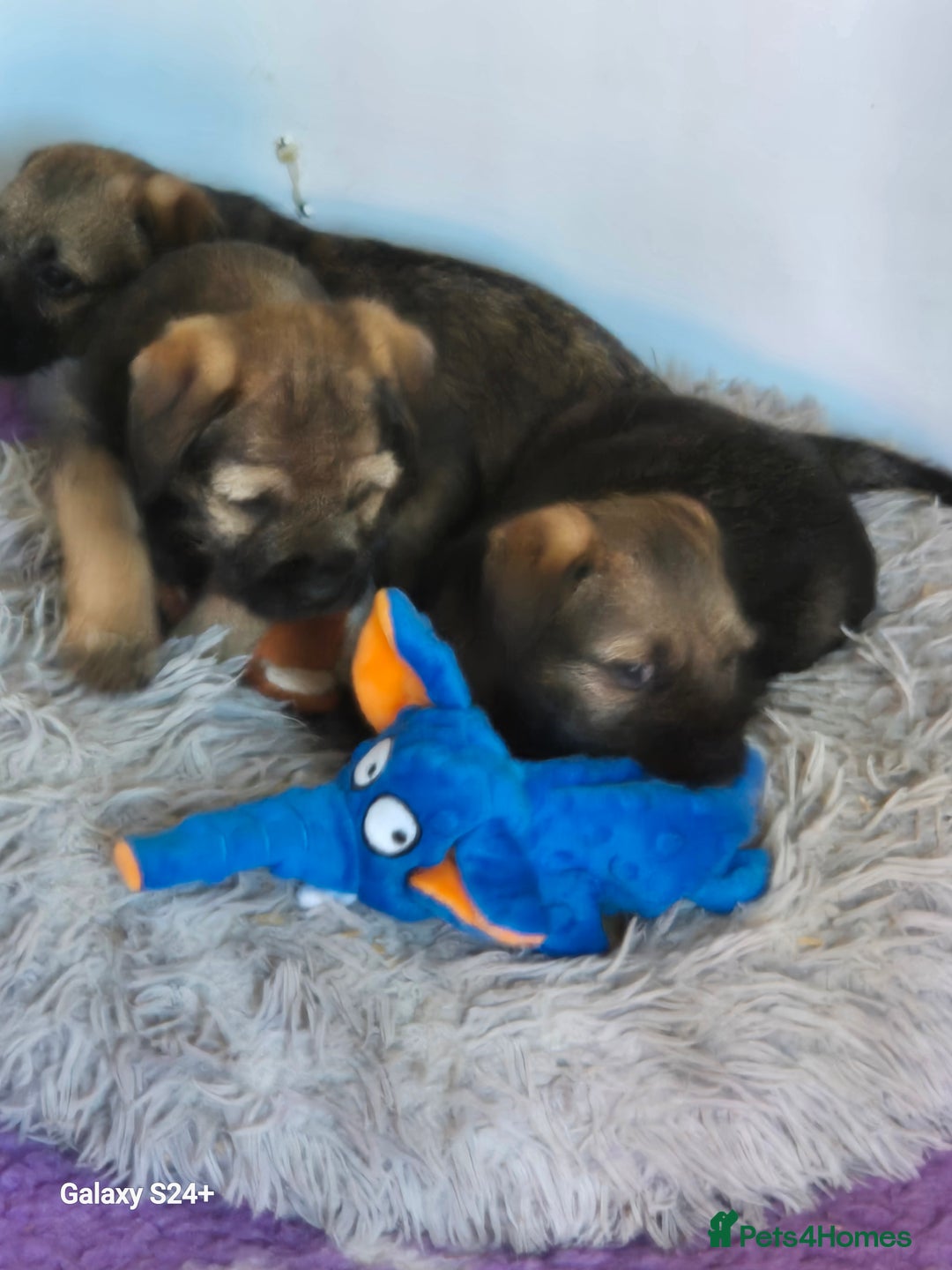 Border Terrier dogs for sale: Border terriers puppys - Image 10
