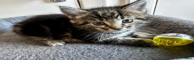 Mixed Breed Kitten 4