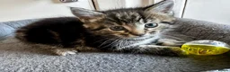 Mixed Breed cats for sale: 4 kittens  - Advert 7