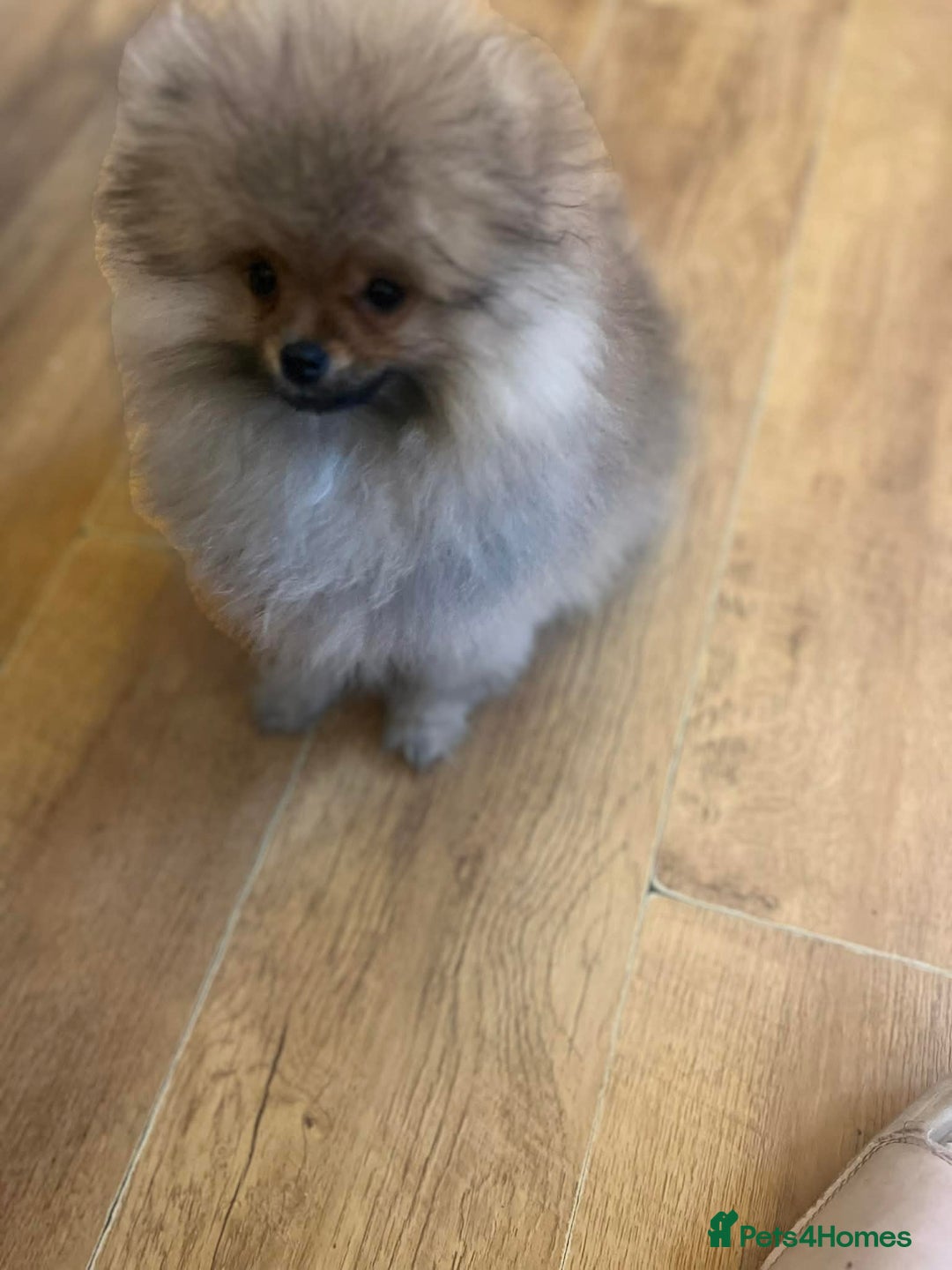 Pomeranian dogs for sale: Russian bloodline pomeranian Kc registered  - Advert 33