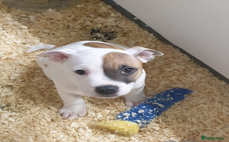 Staffordshire Bull Terrier dogs Kc Staffordshire bull terrier puppies  - Advert 13