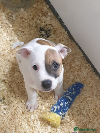 Staffordshire Bull Terrier dogs Kc Staffordshire bull terrier puppies - Advert 13