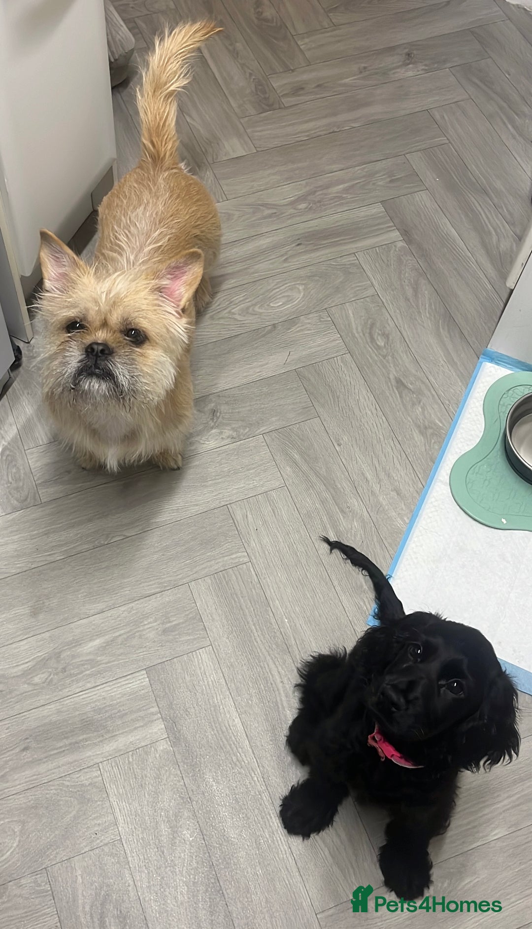 Cocker Spaniel dogs for sale: Beautiful Black Cocker Spaniel. - Advert 5