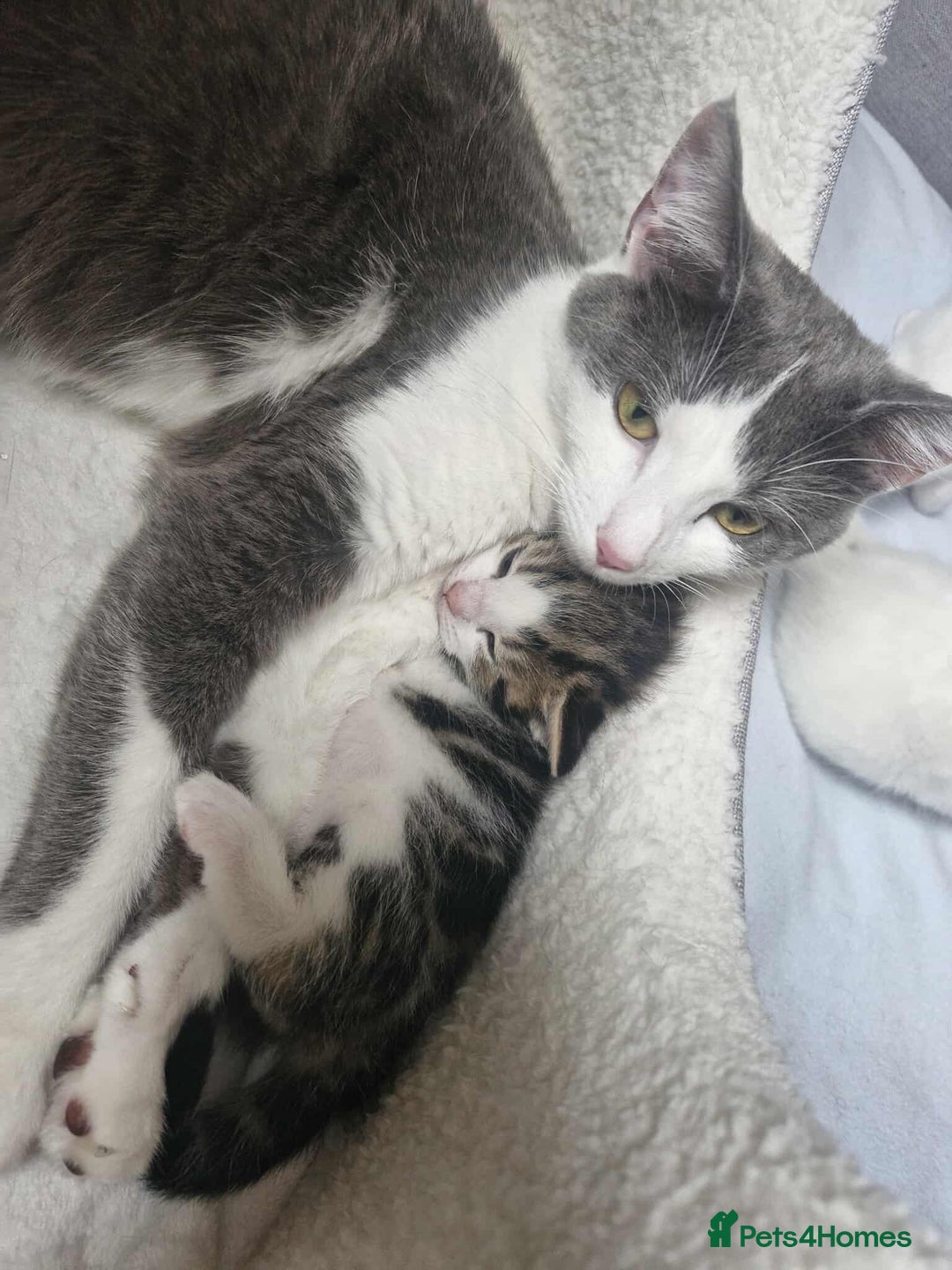 Mixed Breed cats for sale: Kittens - Image 14