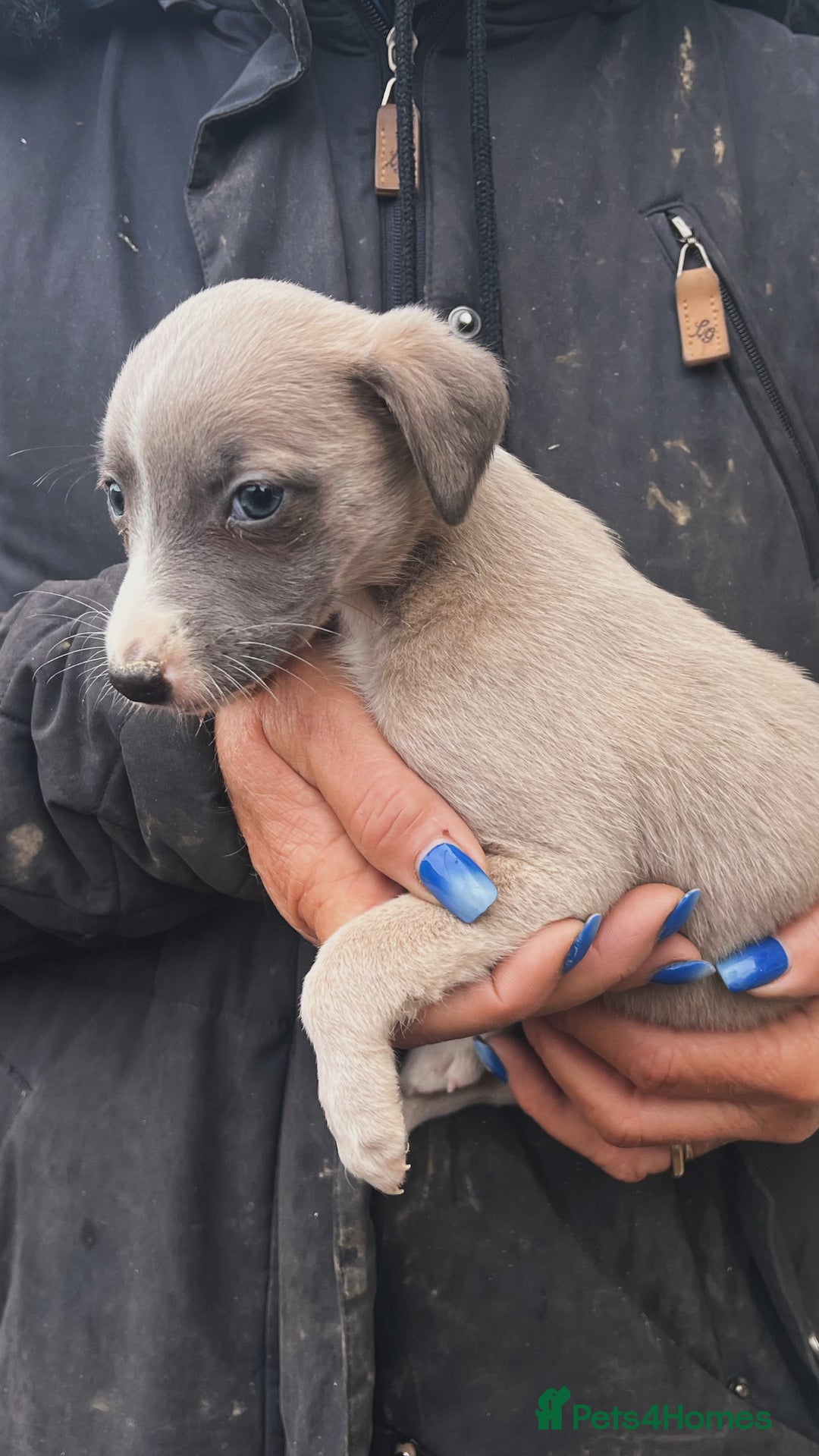 Whippet dogs for sale: Beautiful whippets looking for there forever homes - Advert 2