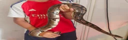 Python Snake reptiles for sale: 2 x Royal python snakes  - Advert 1