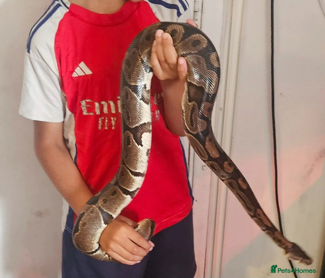 Python Snake reptiles for sale: 2 x Royal python snakes  - Advert 1