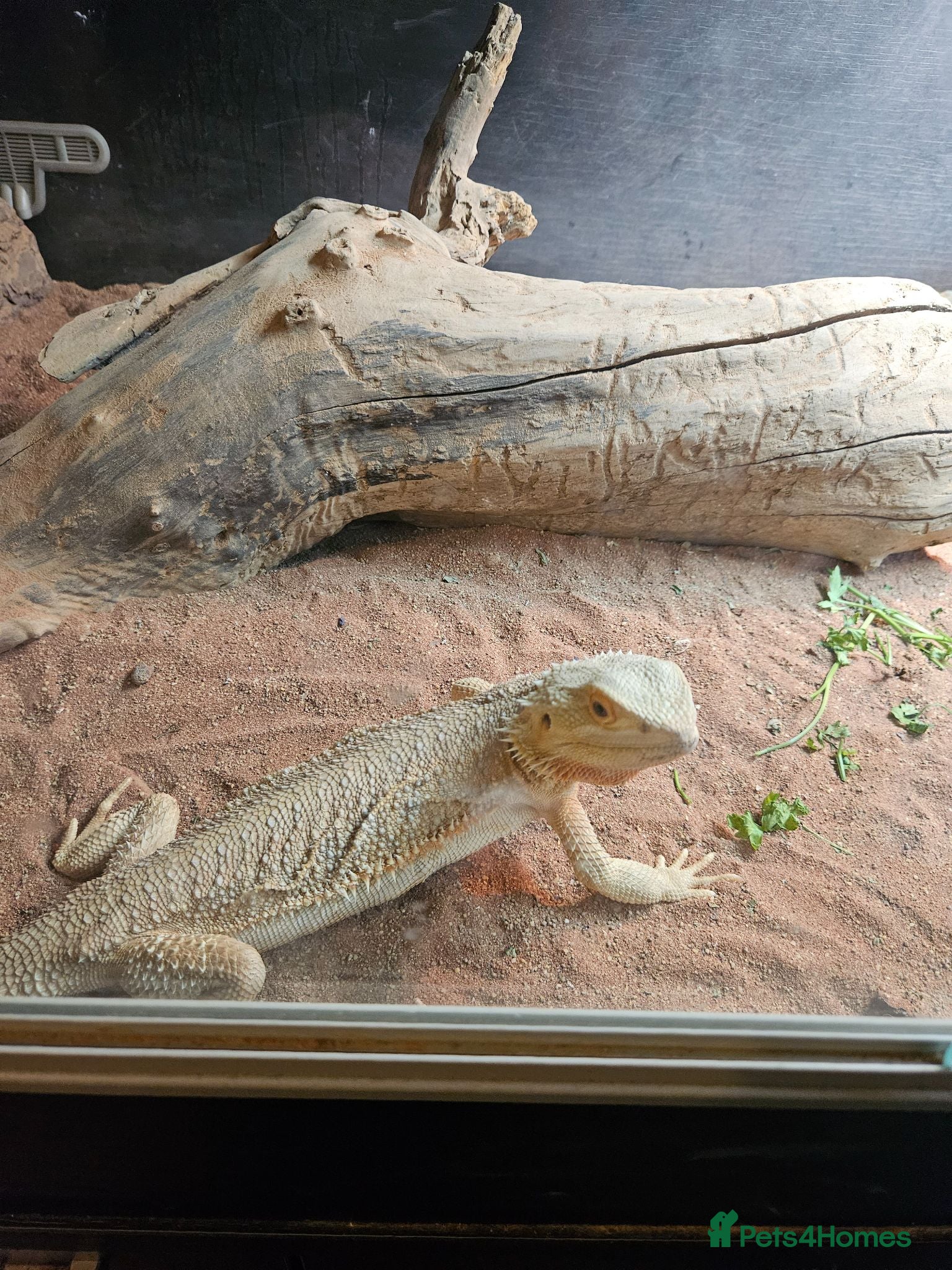 Bearded Dragon reptiles Bearded dragon and set up - Advert 3