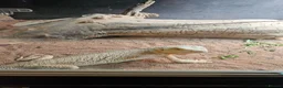 Bearded Dragon reptiles for sale: Bearded dragon and set up - Advert 1