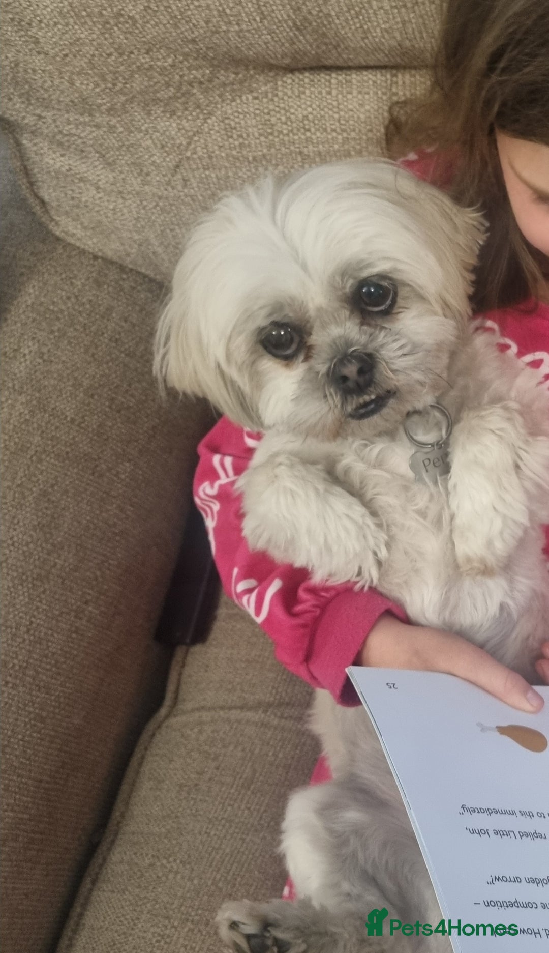 Malshi dogs for sale: ❤️ Loving Home Wanted for Our Beautiful Penny ❤️ - Image 7