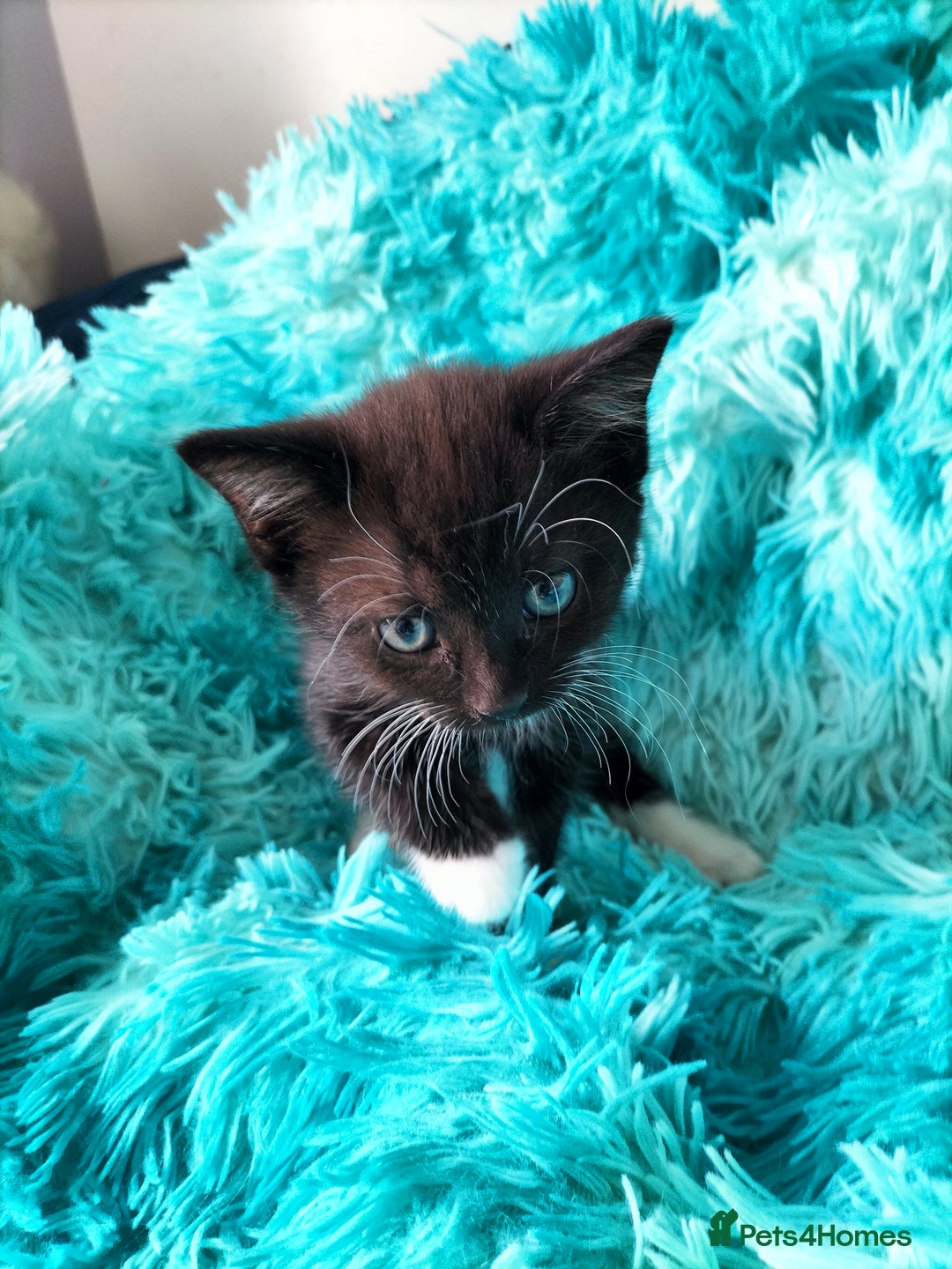 Turkish Angora cats for sale: beautiful Turkish Angora kitten 🌸 - Image 10
