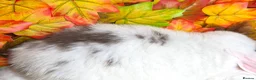 Mini Lop rabbits for sale: Quality Mini Lop girls ready now (Super tame) - Advert 7