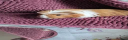Guinea Pig rodents for sale: Long haired girls in Torquay - Advert 2