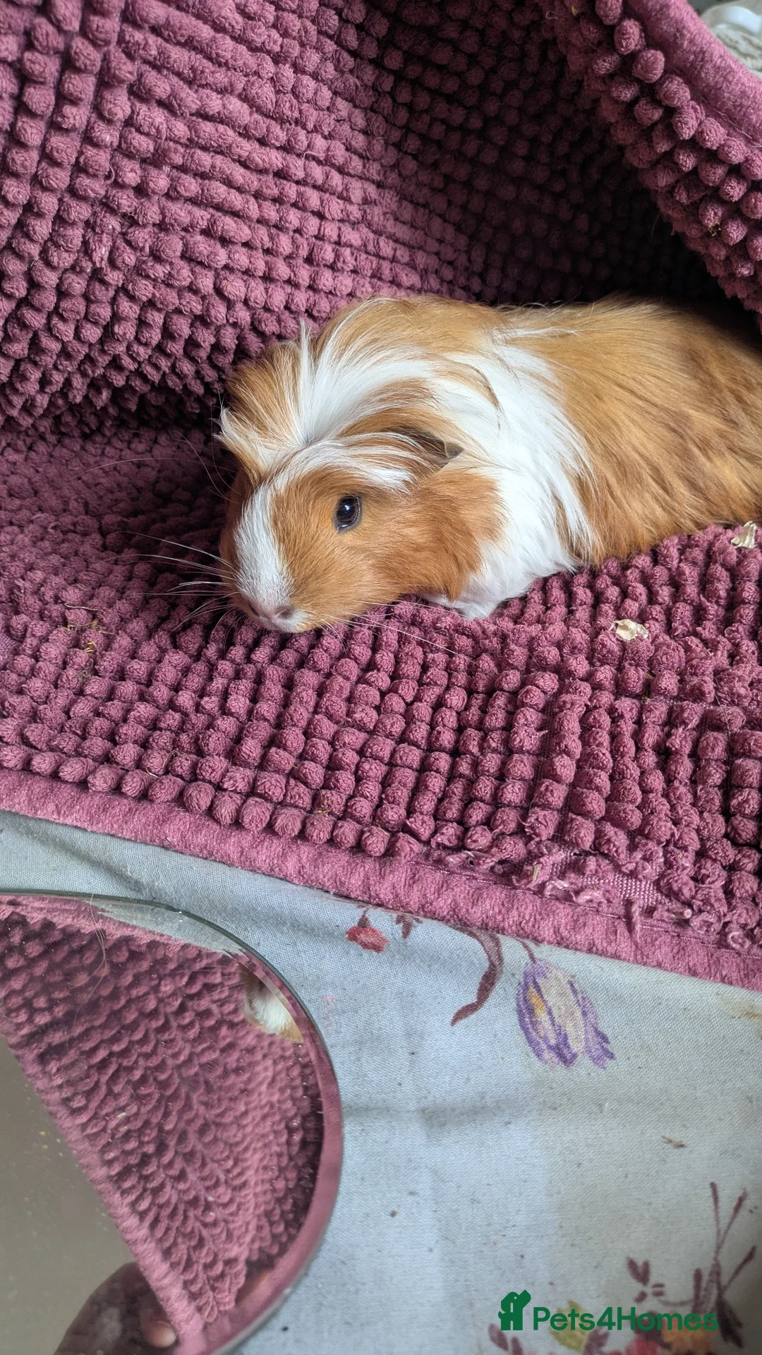 Guinea Pig rodents for sale: Long haired girls in Torquay - Advert 2