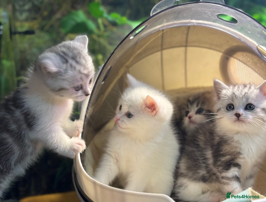 Munchkin cats for sale: Full Pedigree Munchkin Kittens  - Advert 23