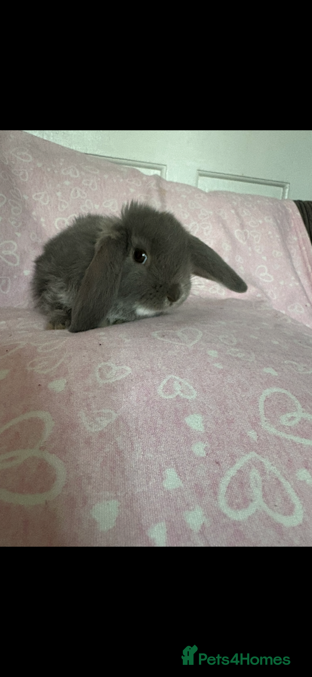 Mini Lop rabbits for sale: Beautiful little mini lop baby bunny rabbits  - Advert 24