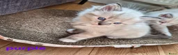 Ragdoll cats for sale: ✨ Exceptional Ragdoll Kittens – Raised with love✨ - Advert 7