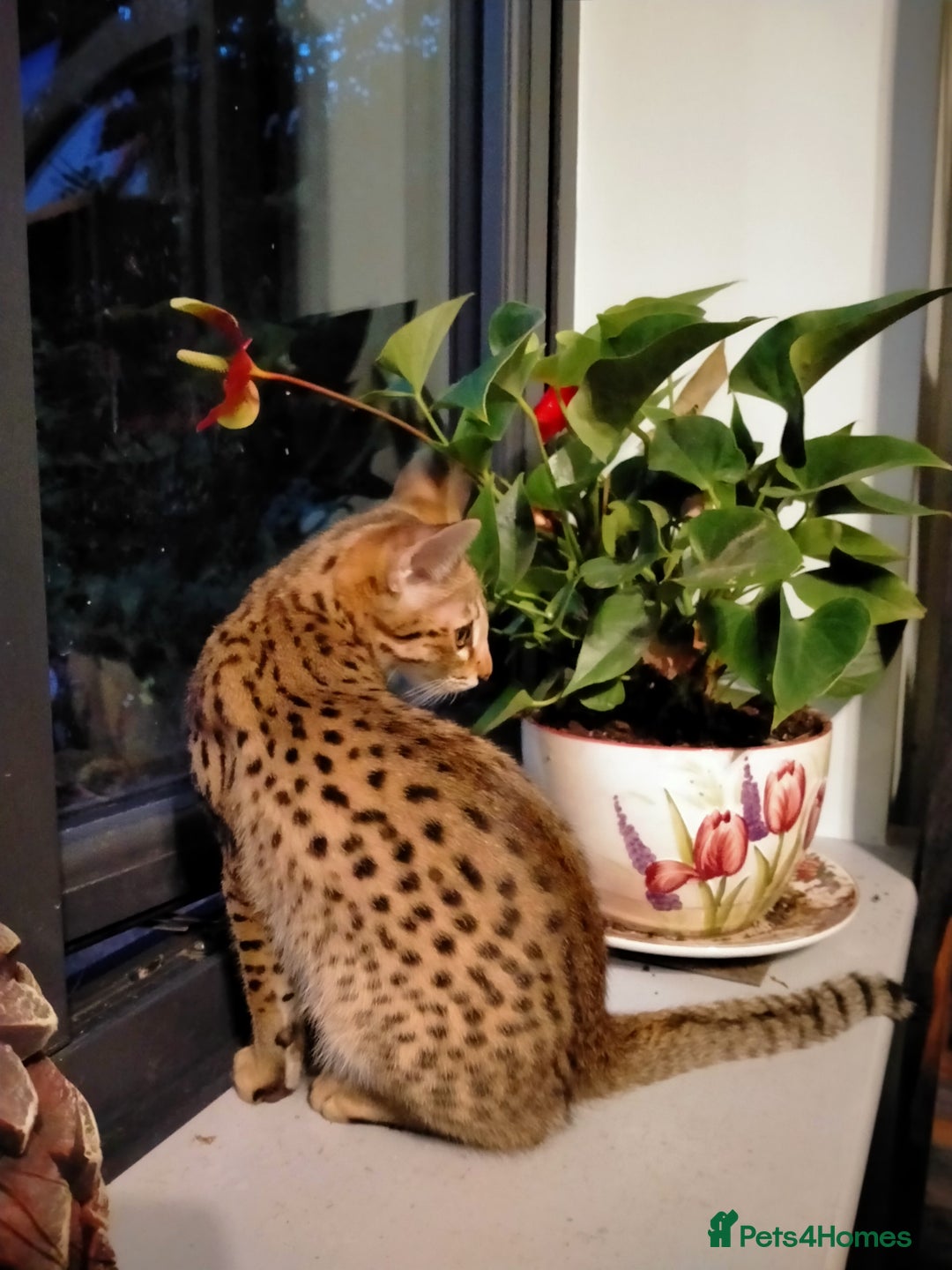 Savannah cats for sale: F3 savannah girls Tica reg + silver boy - Image 21