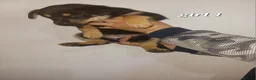 Mixed Breed dogs for sale: Rottsky puppies for sale  - Advert 7