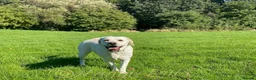 Labrador Retriever dogs for sale: Beautiful Pure Labrador with dna tests - Advert 5