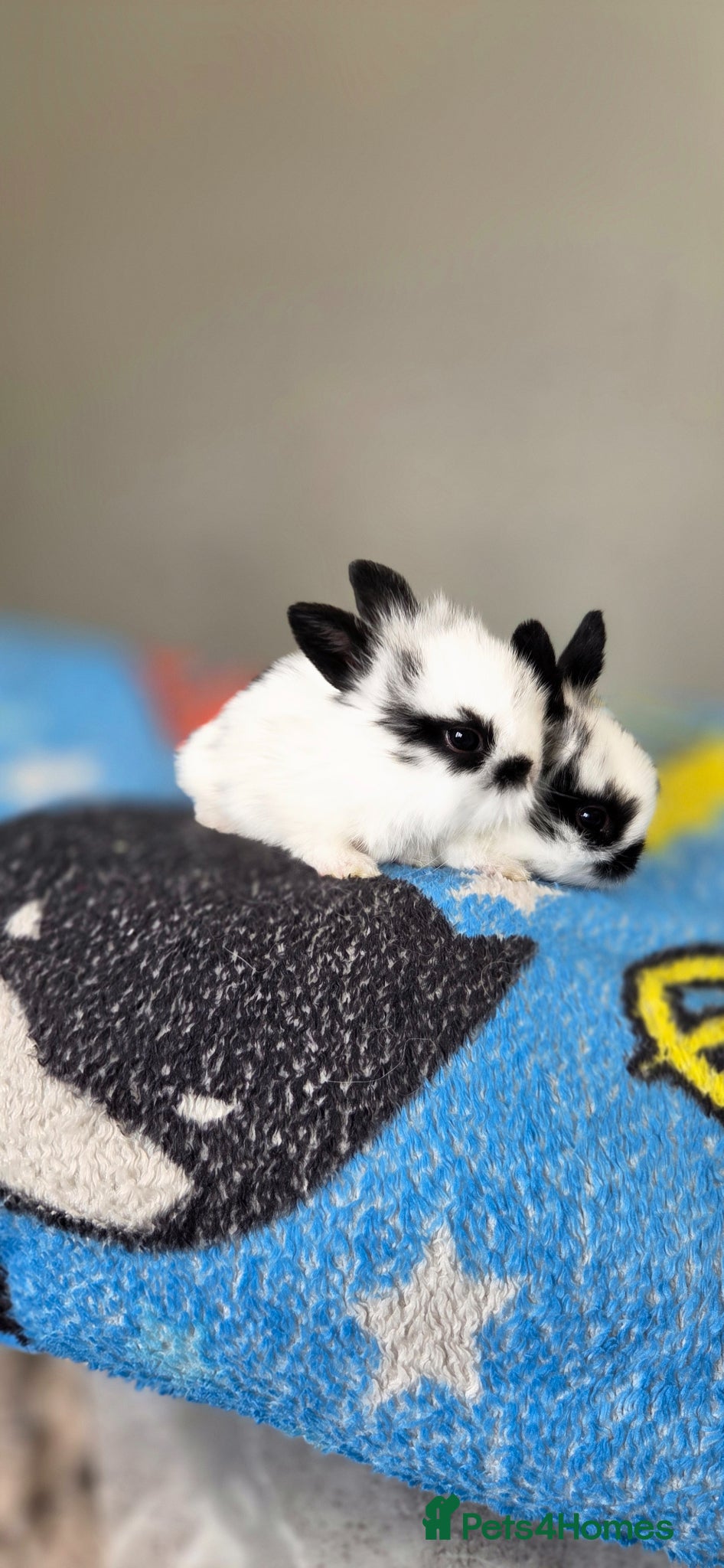 Mini Lion Lop rabbits for sale: Lionlops - Advert 12