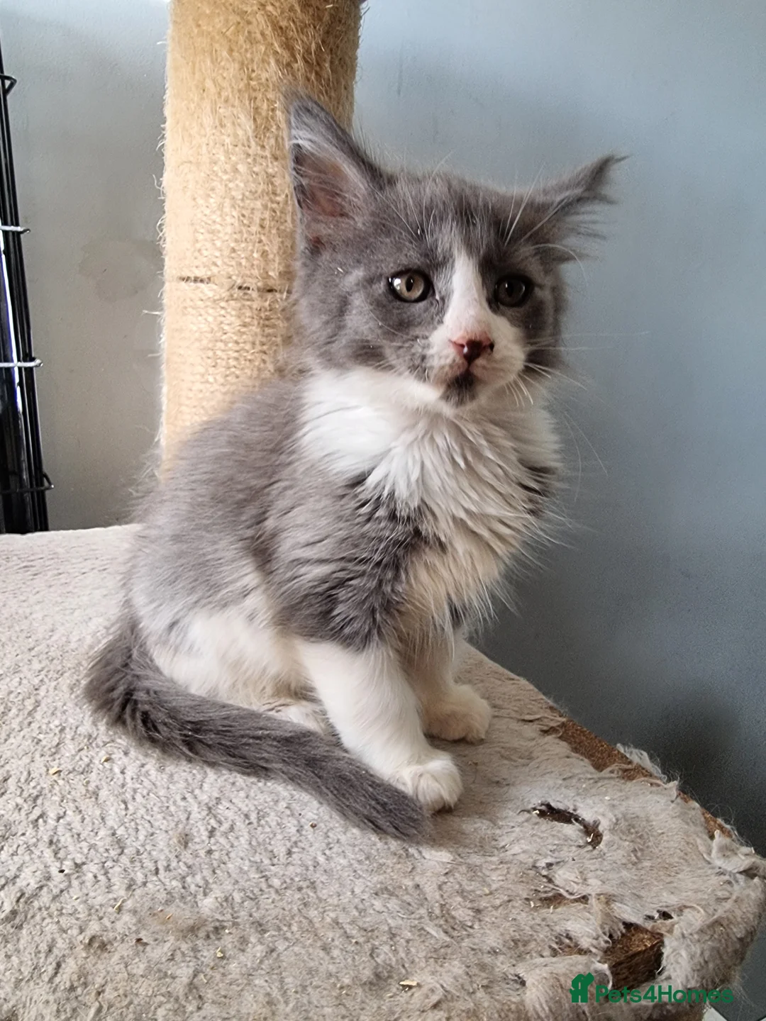 Maine Coon cats for sale: 2 litters of Maine Coon - Advert 8