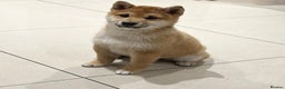 Japanese Shiba Inu dogs for sale: 💕 Adorable Female KC REG Shiba Inu Puppy 💕 - Advert 2