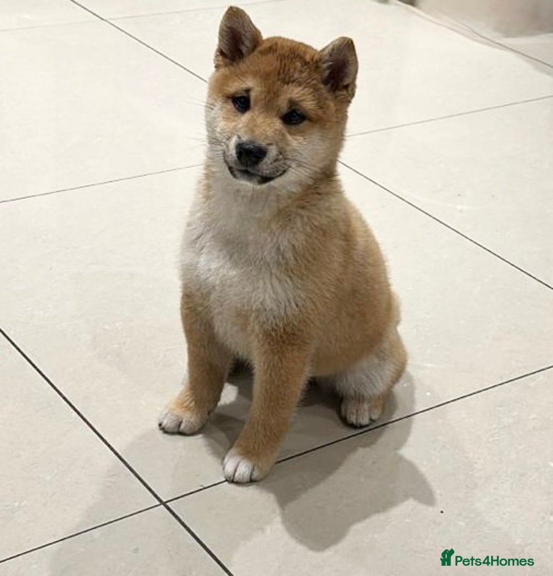Japanese Shiba Inu dogs for sale: 💕 Adorable Female KC REG Shiba Inu Puppy 💕 - Advert 2