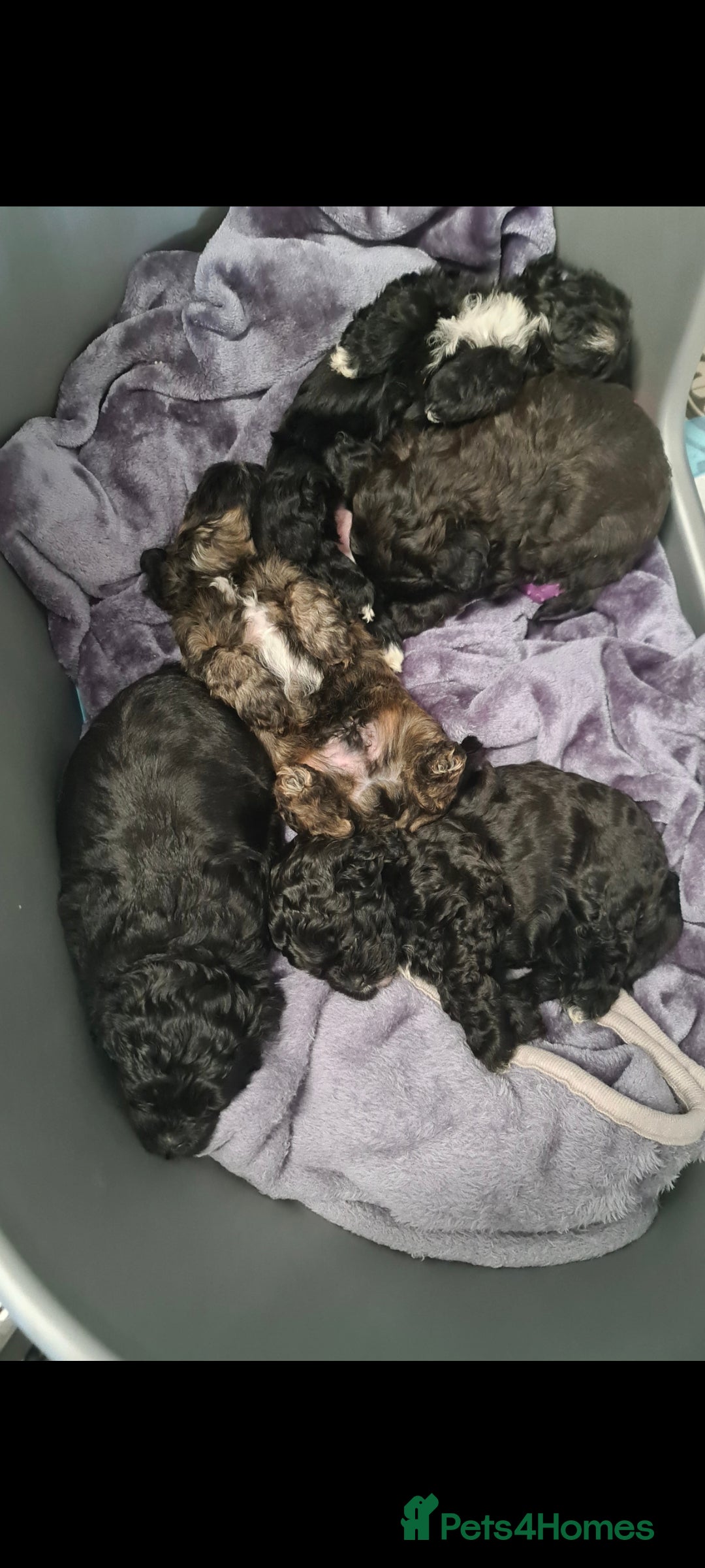 Shihpoo dogs for sale: Beautiful shihpoo puppies  - Image 7