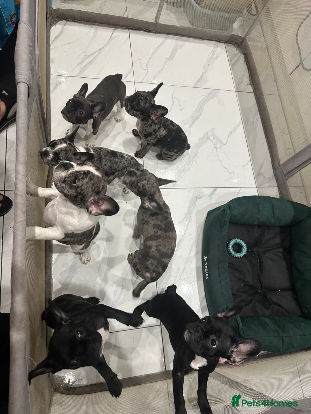 French Bulldog dogs for sale: French Bulldog Puppies for sale  - Advert 6