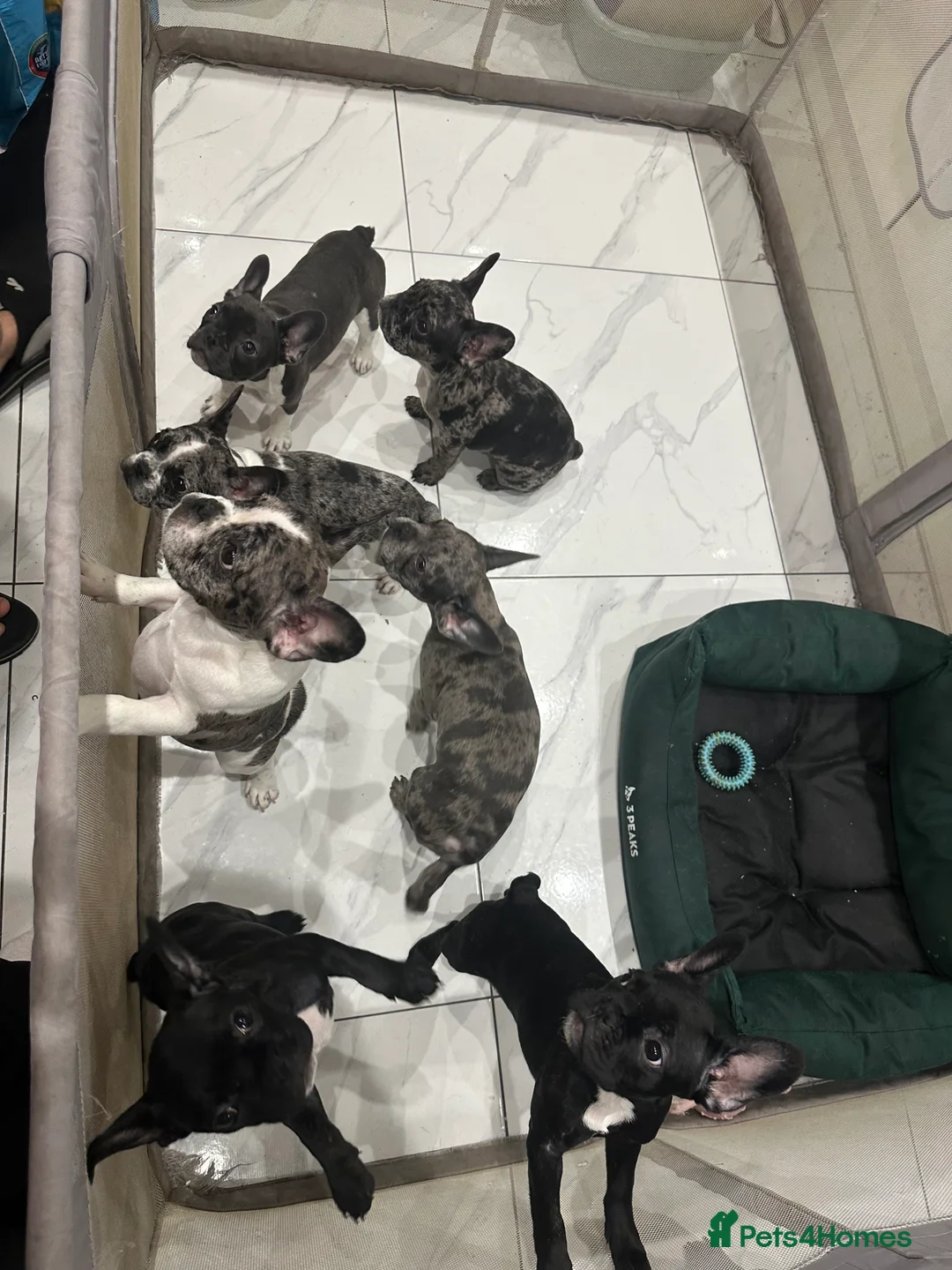 French Bulldog dogs for sale: French Bulldog Puppies for sale  - Advert 6
