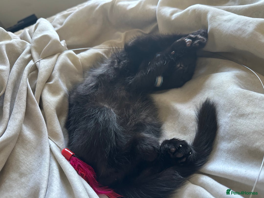 Domestic Shorthair cats for sale: Domestic short hair - Image 2