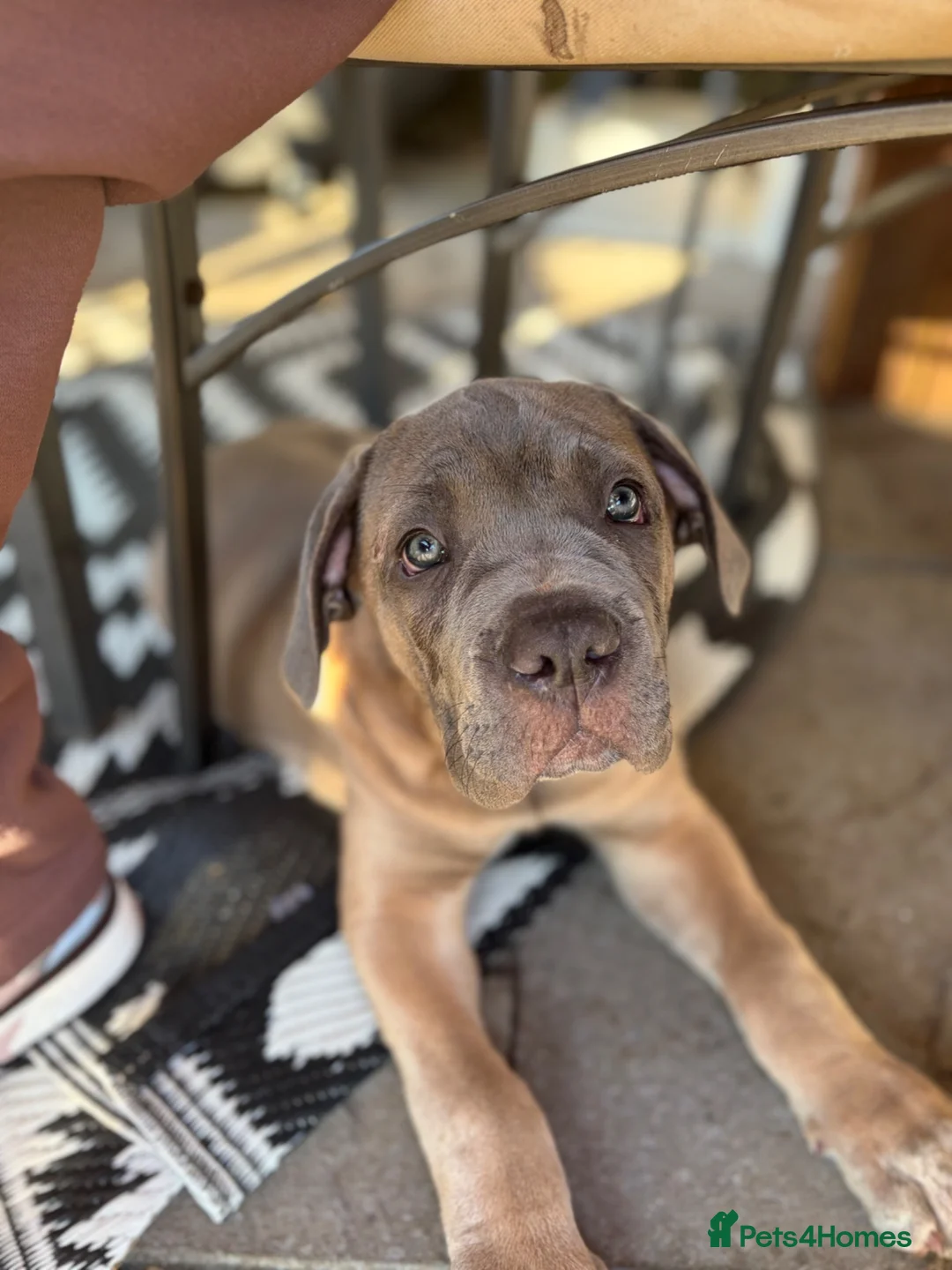 Cane Corso dogs for sale: Cane corso pups  - Advert 2
