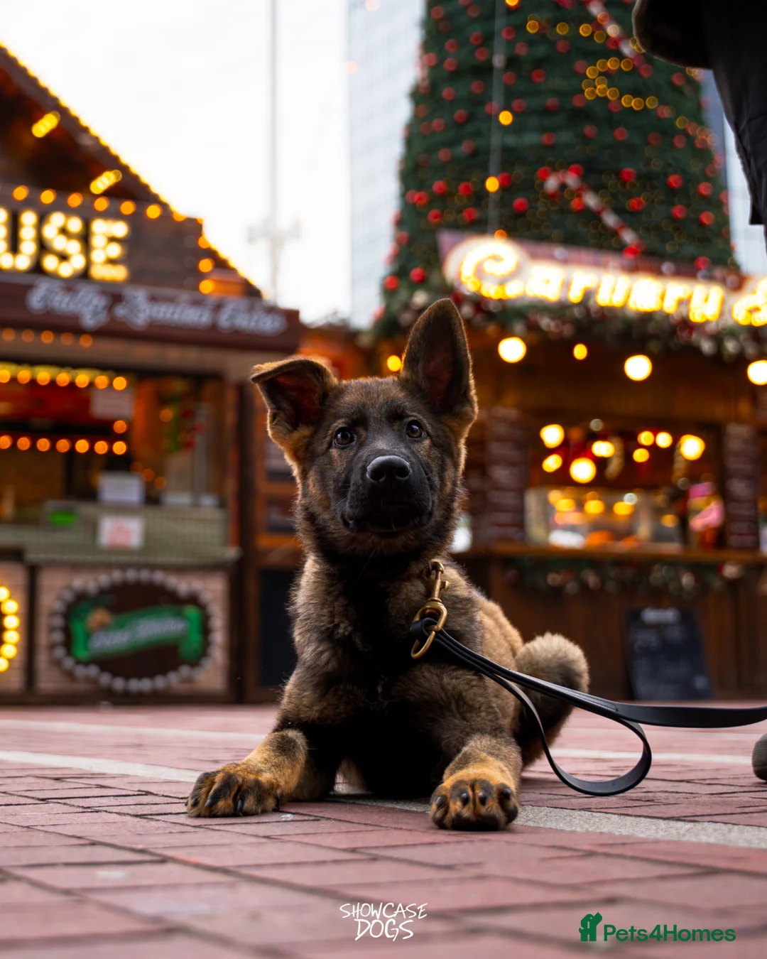 German Shepherd dogs for sale: Part Trained Family Dog - Advert 3