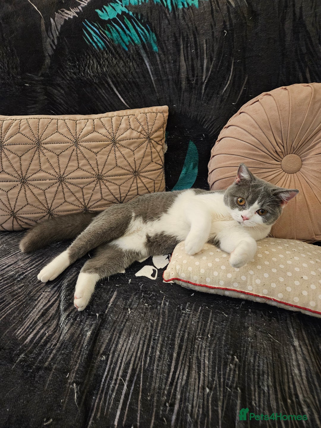 British Shorthair cats for sale: Gccf Non Active GCCF Active Male Blood. B  - Advert 1