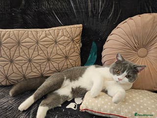 British Shorthair cats Gccf Non Active GCCF Active Male Blood. B - Advert 4