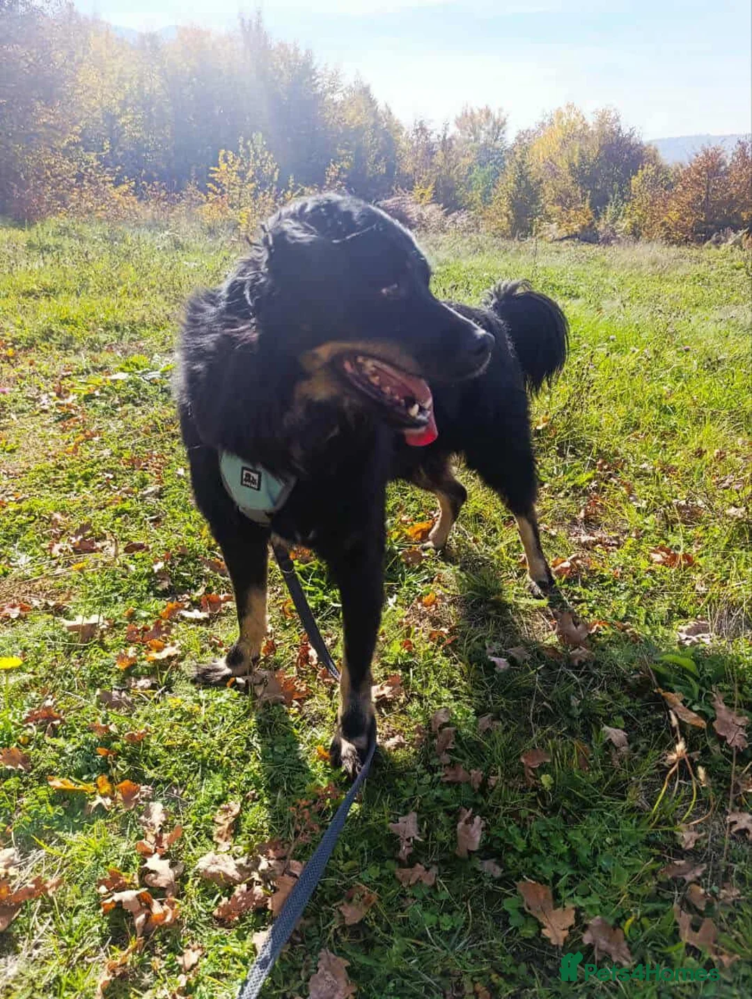 Mixed Breed dogs for adoption: ALEXANDER in Ashford - Advert 16