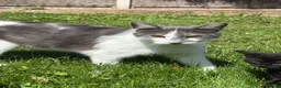 Mixed Breed cats for sale: Beautiful Cats & Kittens Looking for Their a home  in West Drayton - Advert 13