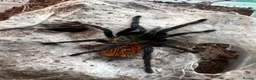 Tarantulas invertebrates for sale: X3 tarantula’s in Rushden - Advert 2