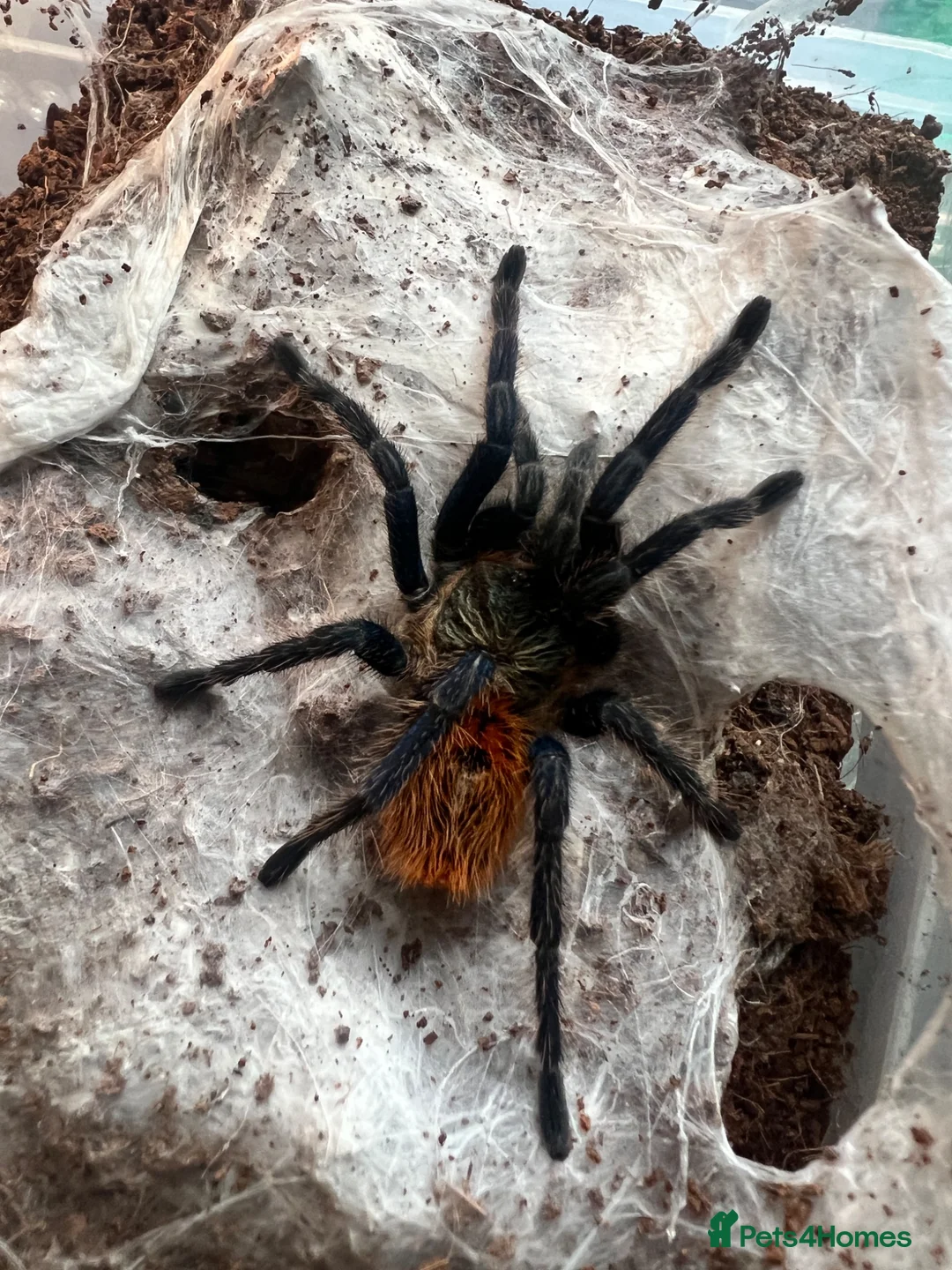 Tarantulas invertebrates for sale: X3 tarantula’s in Rushden - Advert 2