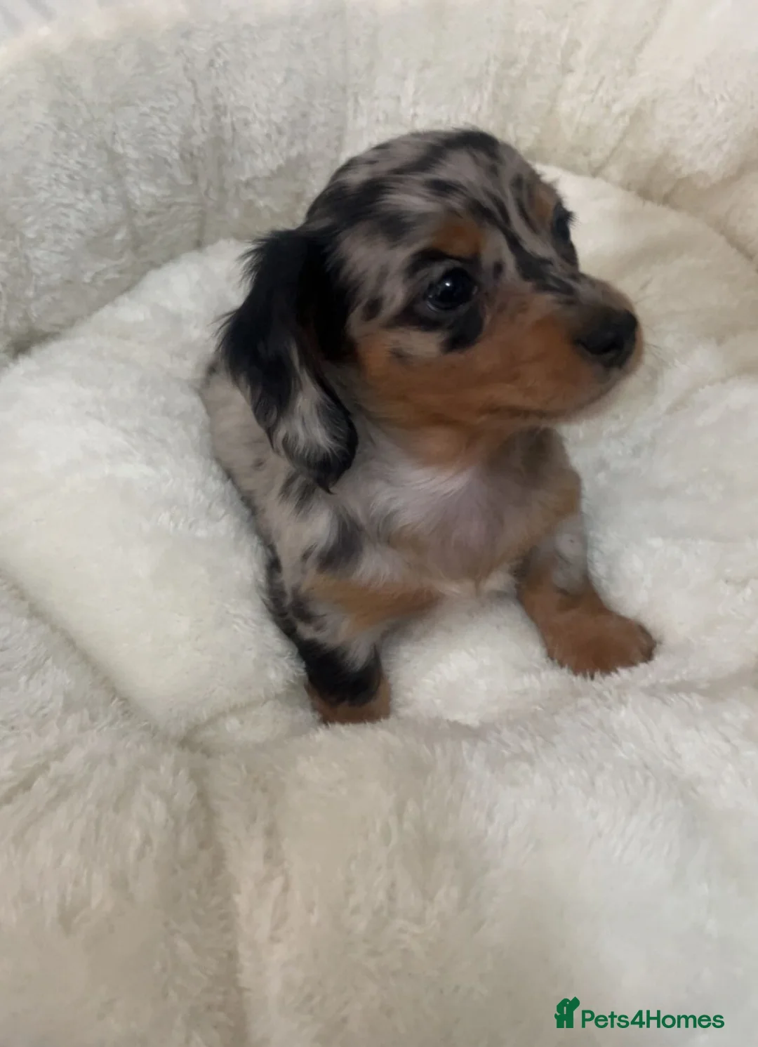 Miniature Dachshund dogs for sale: KC Reg Long-Haired Miniature Dachshund Puppies  - Advert 24