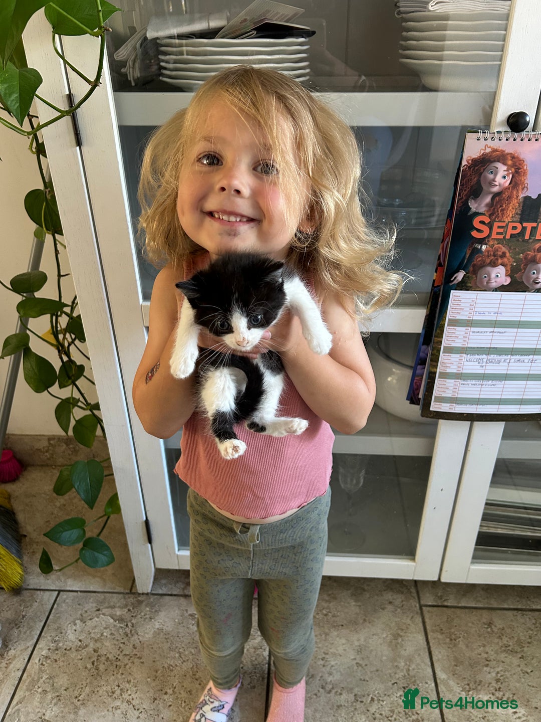 Mixed Breed cats for sale: Black and white kitten  - Image 1