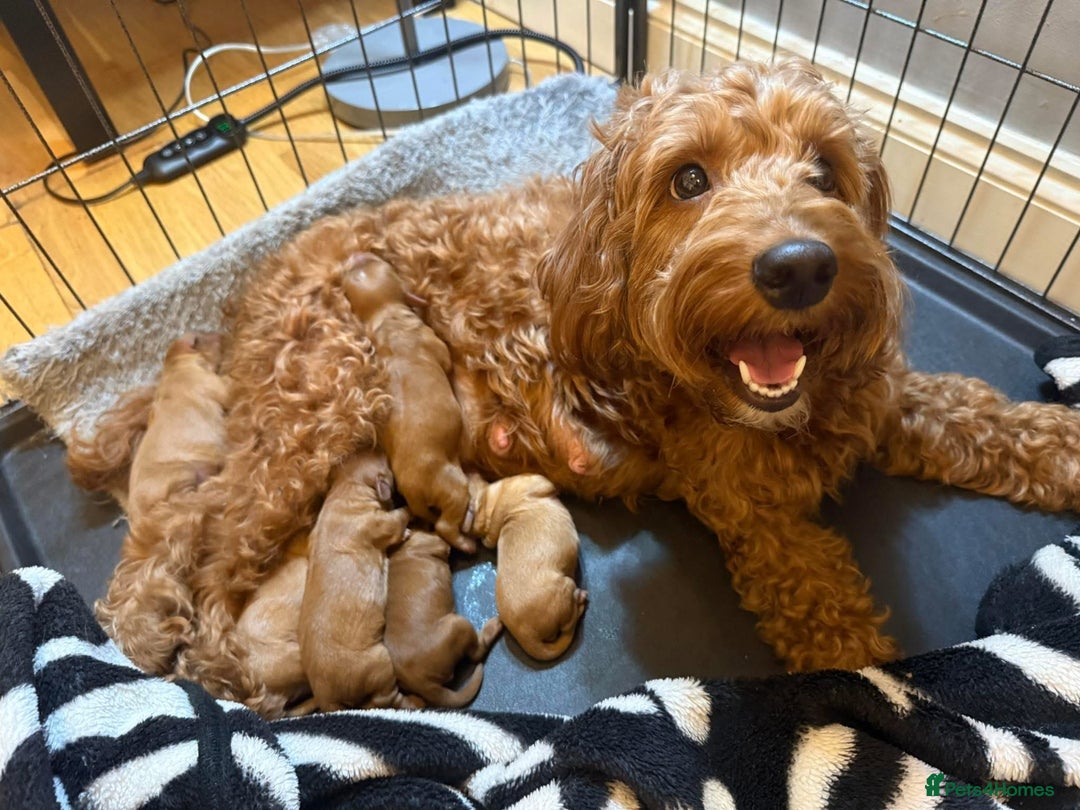 Cockapoo dogs for sale: Beautiful Cockapoo puppies - Advert 4