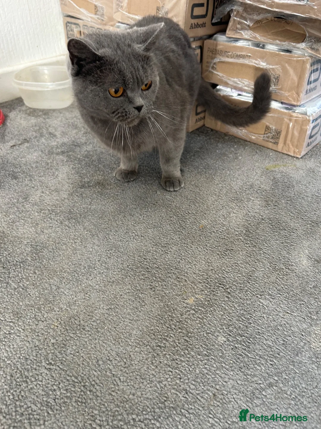 British Shorthair cats for sale: British Short Hair cat  - Advert 8