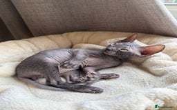 Sphynx cats for sale: Don Sphynx Kittens - Image 5
